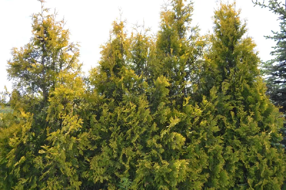 Berckmans Gold Arborvitae