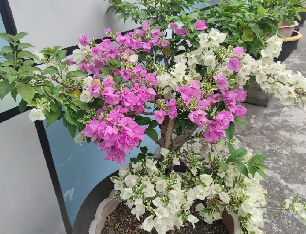 Bi-Color Bougainvillea Tree