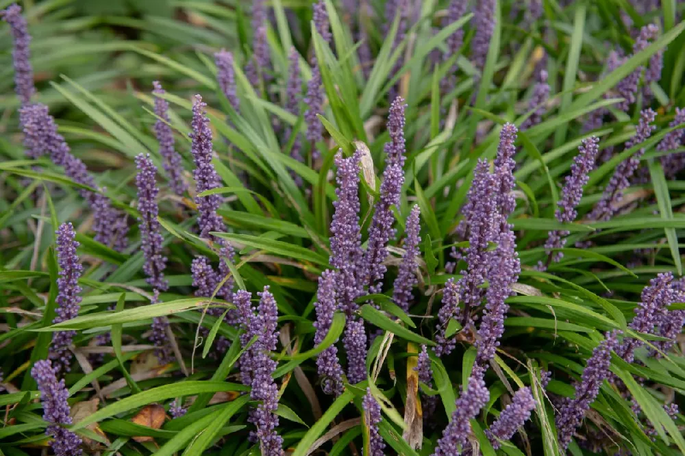 Big Blue Liriope Plant