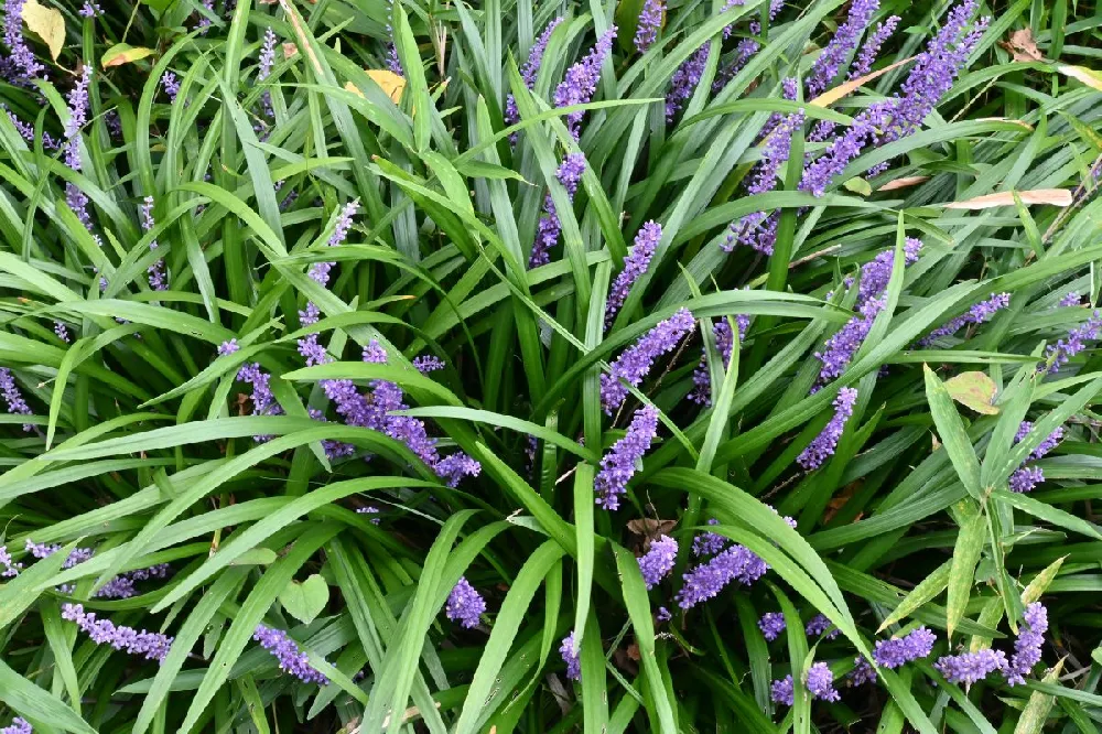 Big Blue Liriope Plant