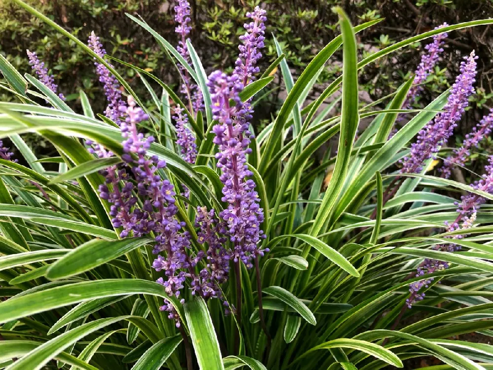 Big Blue Liriope Plant