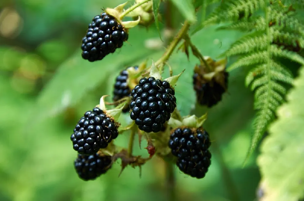 Big Daddy Blackberry Bush