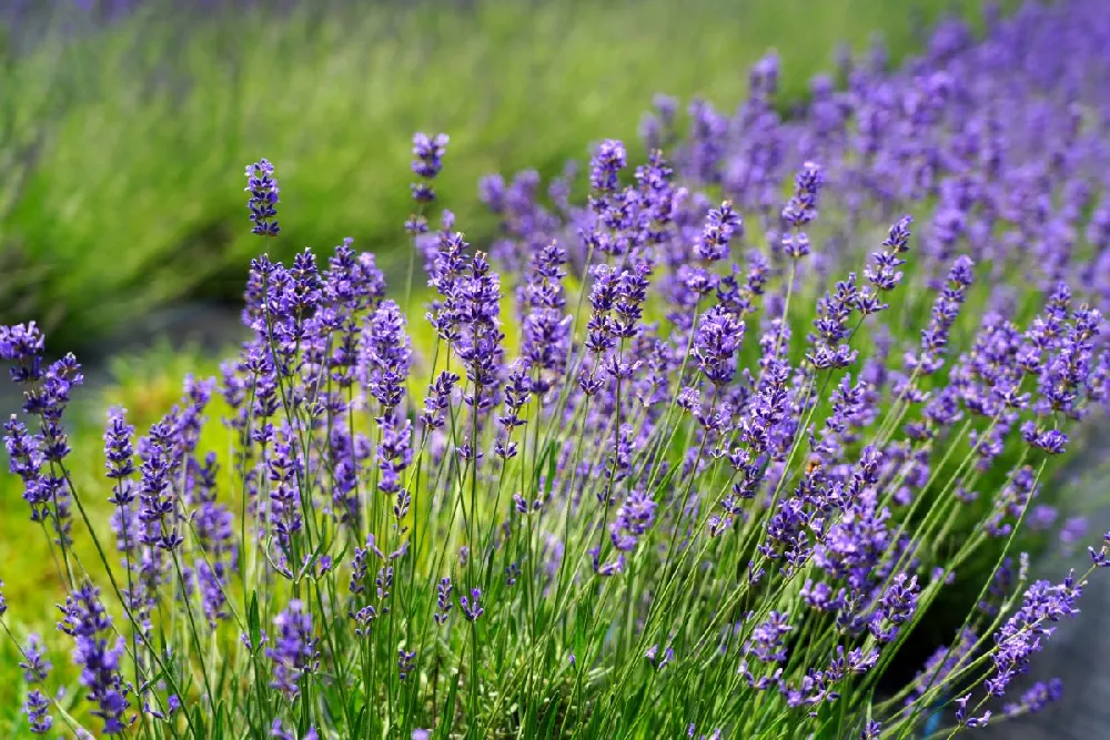 Big Time Blue Lavender