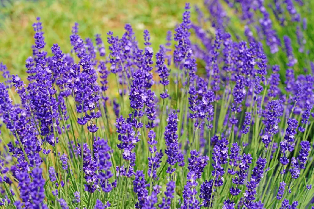 Big Time Blue Lavender