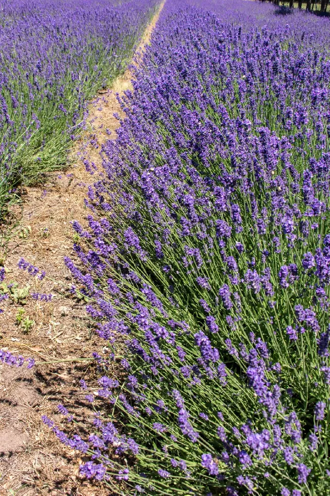 Big Time Blue Lavender