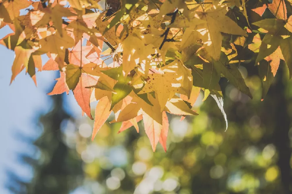 Bihou Japanese Maple Tree 2