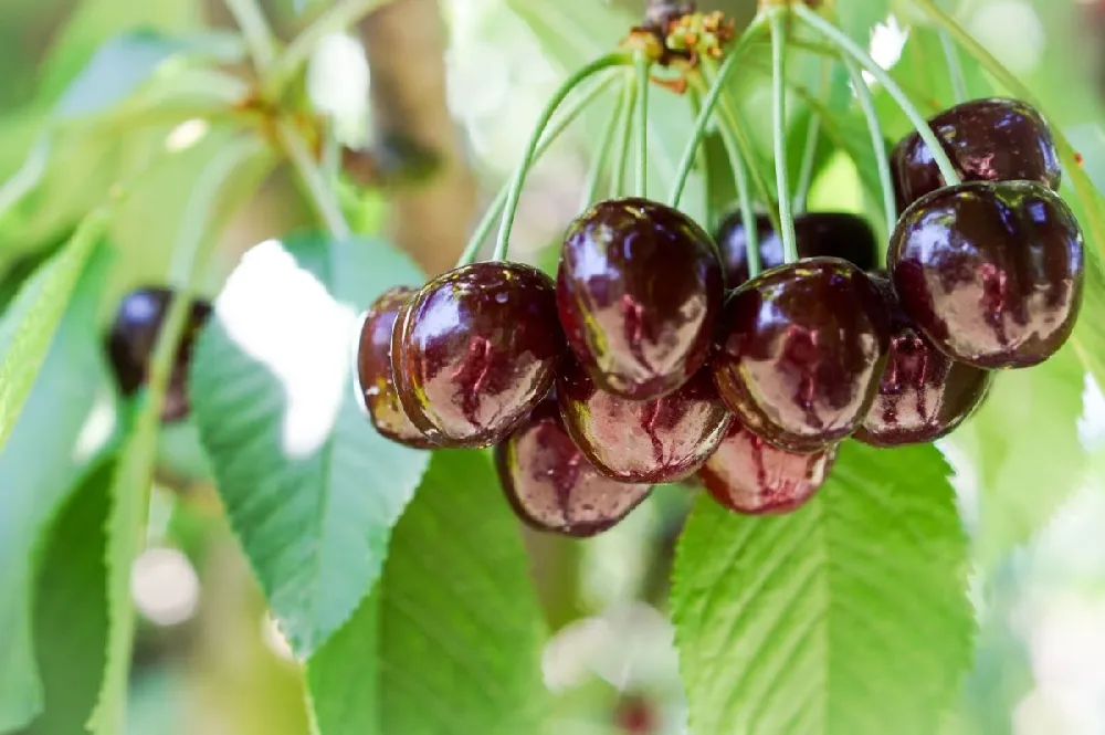 Bing Cherry Tree