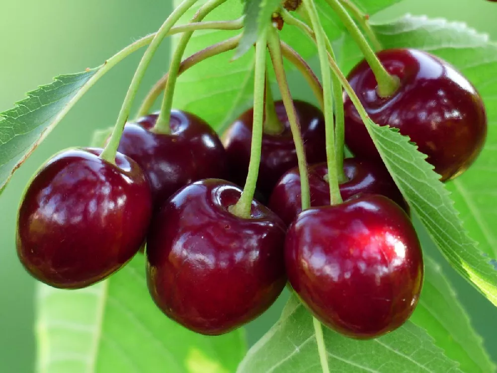 Bing Cherry for Sale