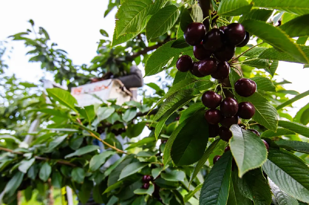 Bing Cherry Tree