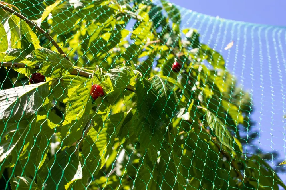 Bird Netting