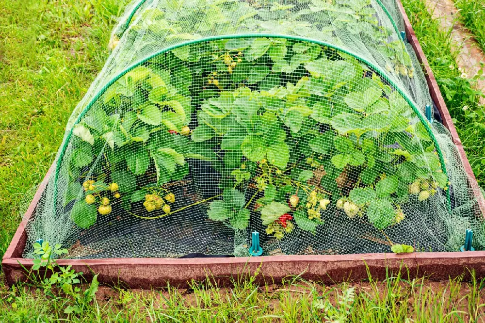 Bird Netting