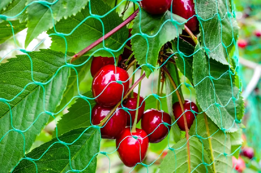 Bird Netting