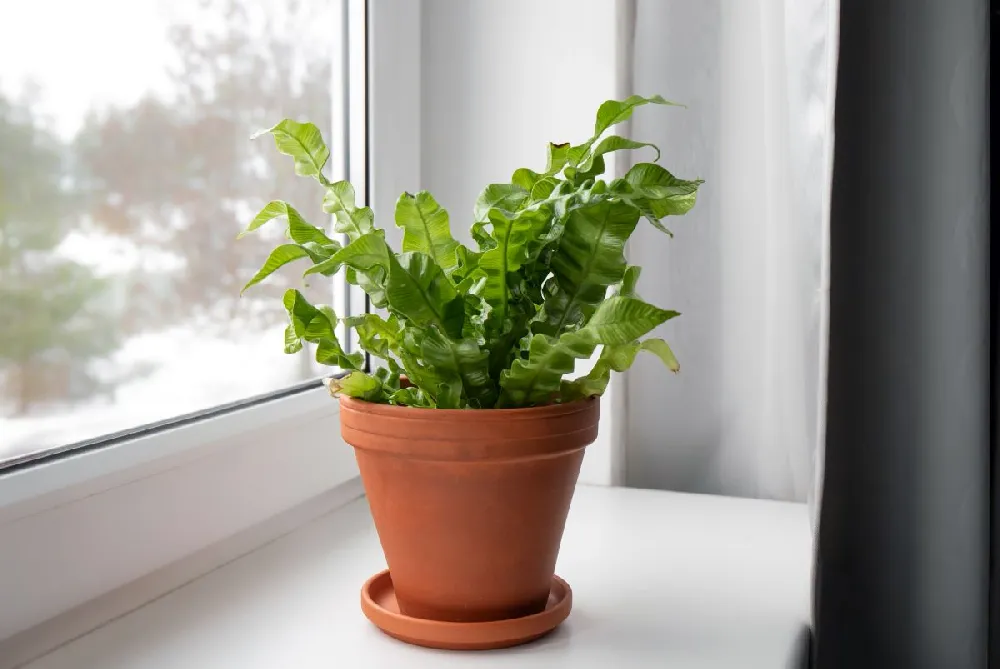 Bird's Nest Fern