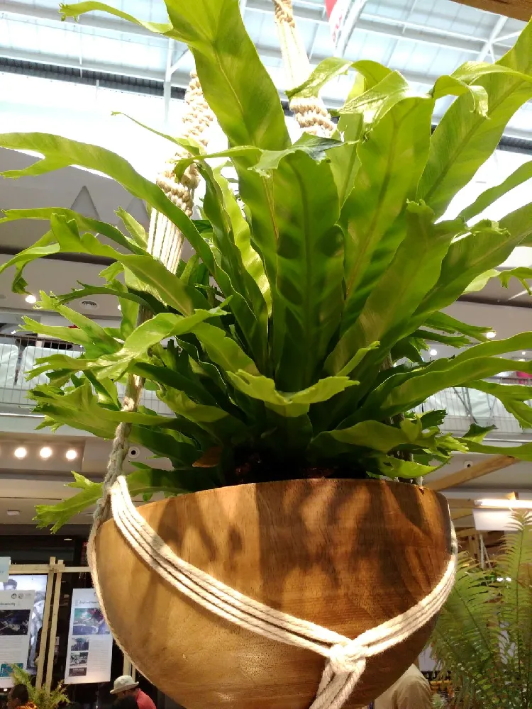 Bird's Nest Fern