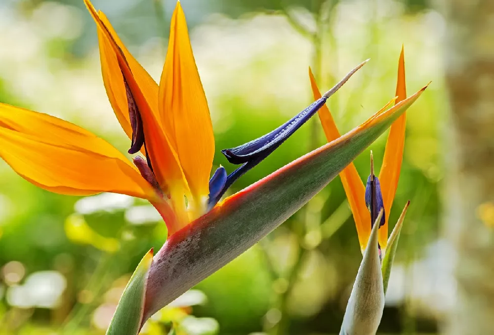 Bird of Paradise Plant: A Beautiful Plant with Low Human Toxicity