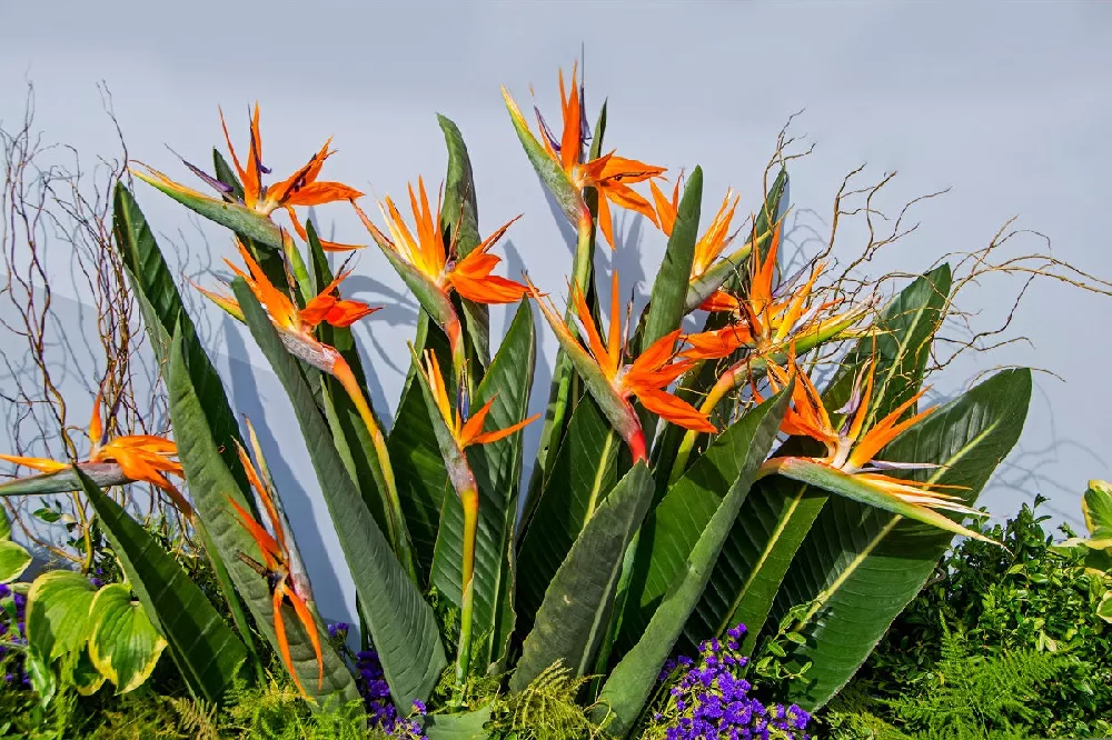 Bird of Paradise plants