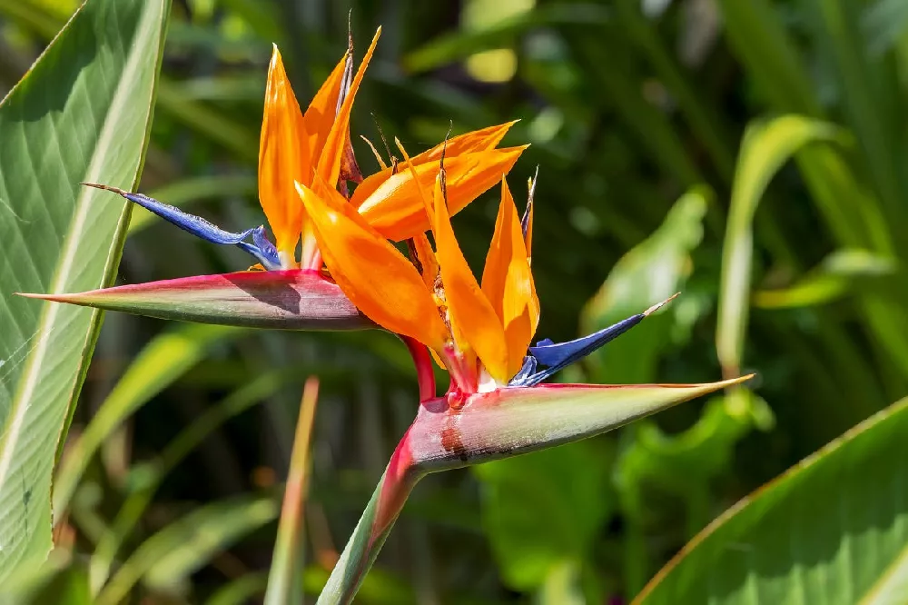 Bird of Paradise flower