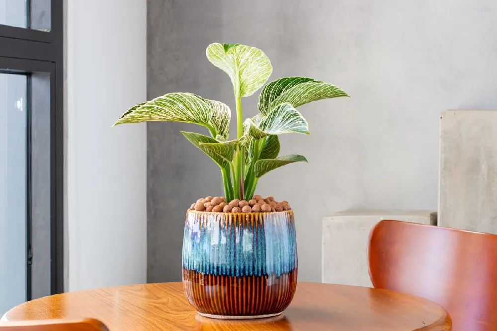 Birkin Philodendron Plant