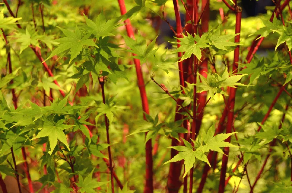 Coral Bark Japanese Maple