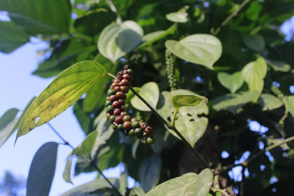 Black Pepper Plant