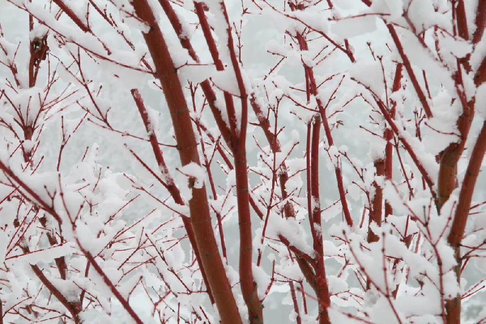 Coral Bark Japanese Maple winter