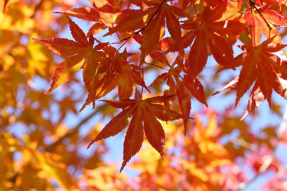 Coral Bark Japanese Maple -fall