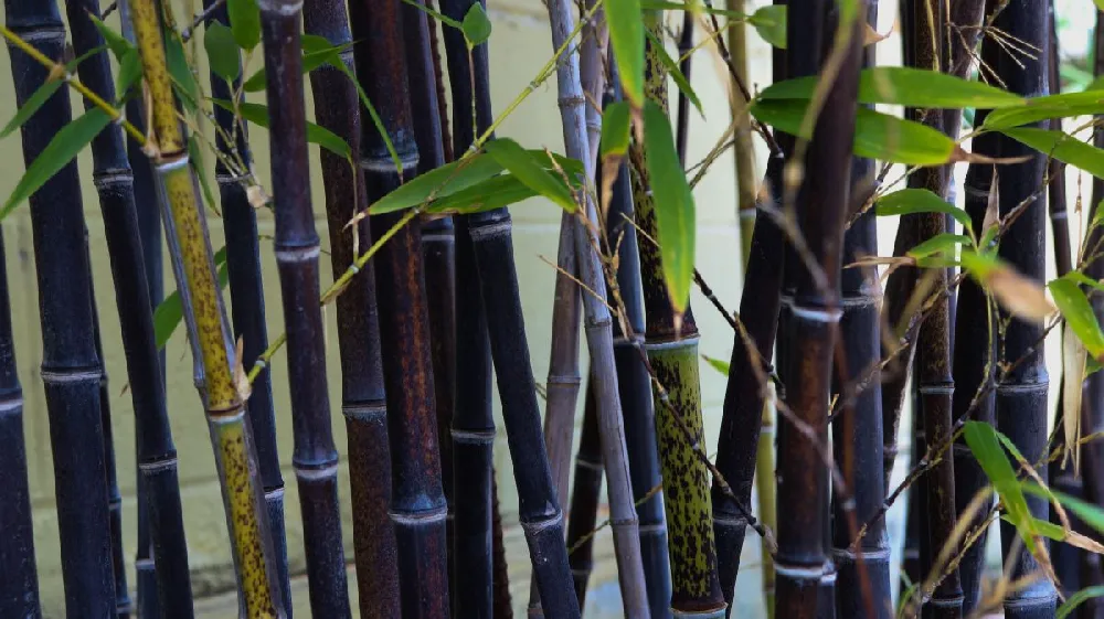 Black Bamboo