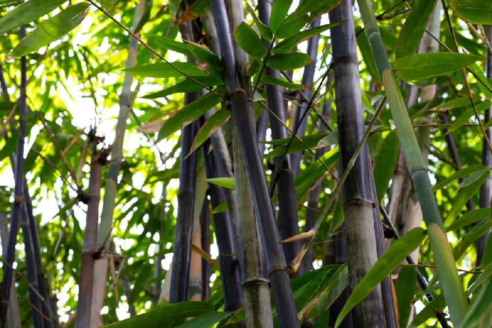 Black Bamboo