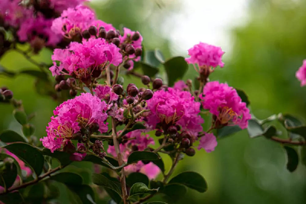 Black Diamond® Crape Myrtle—Purely Purple™