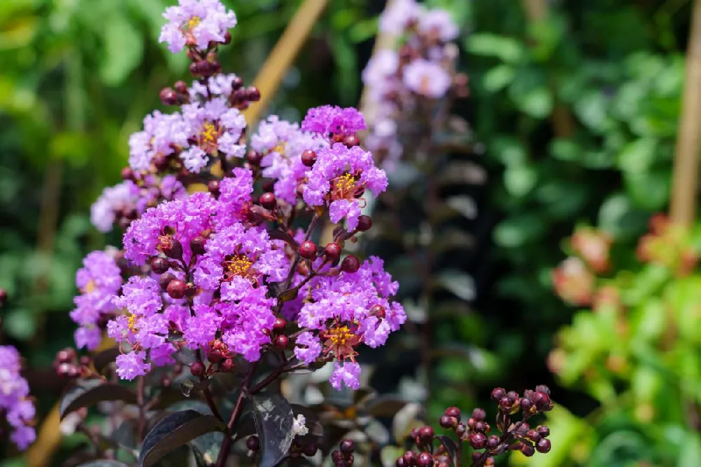 Black Diamond® Lavender Lace™ Crape Myrtle