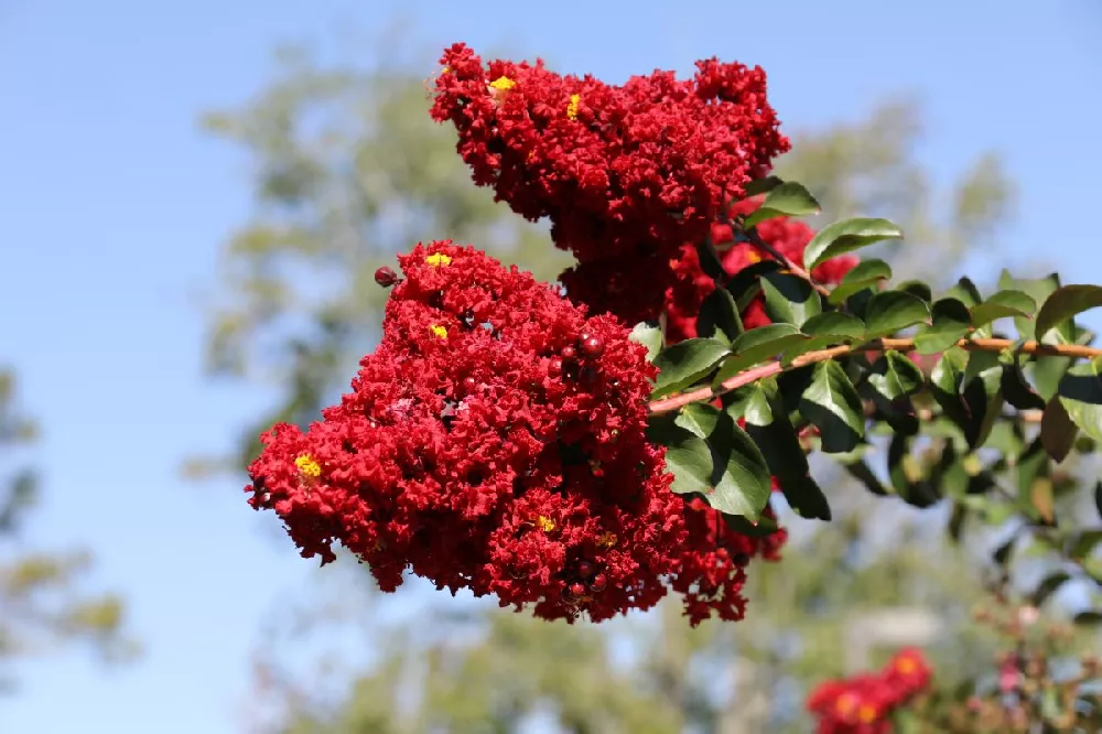 Black Diamond® Radiant Red Crape Myrtle