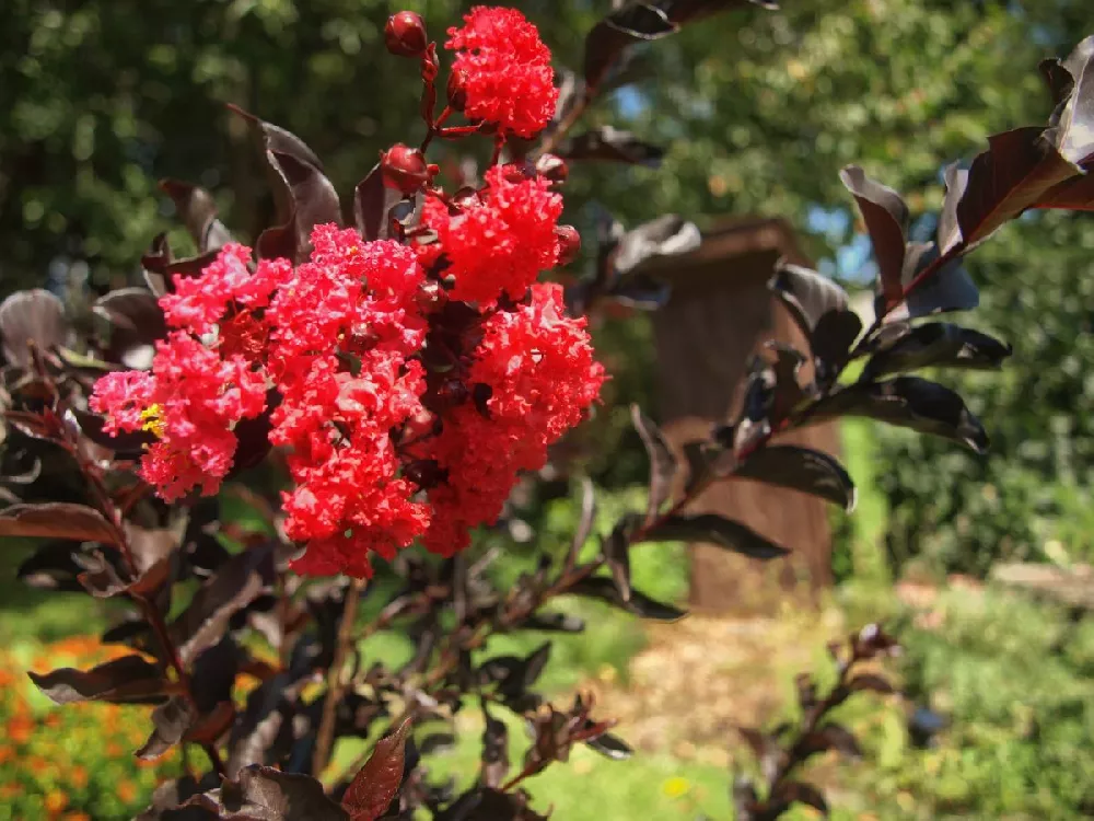 Black Diamond® Radiant Red Crape Myrtle