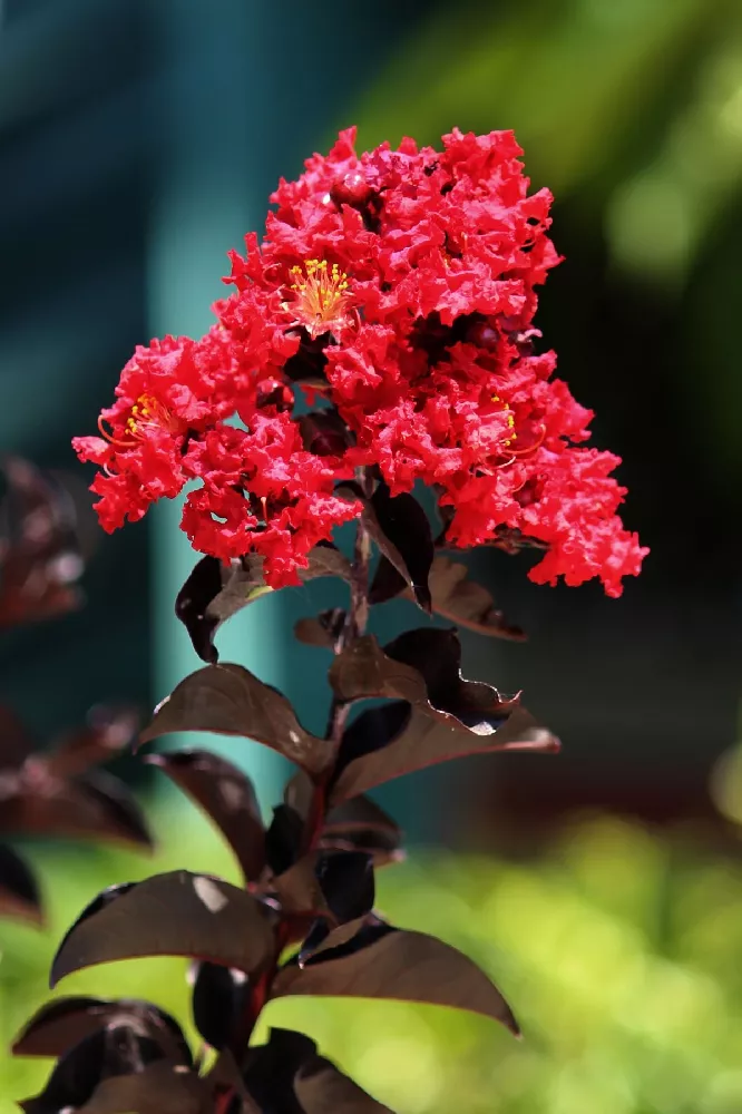 Black Diamond® Radiant Red Crape Myrtle