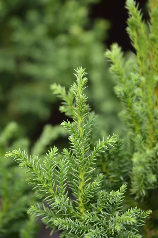 Black Dragon Cryptomeria