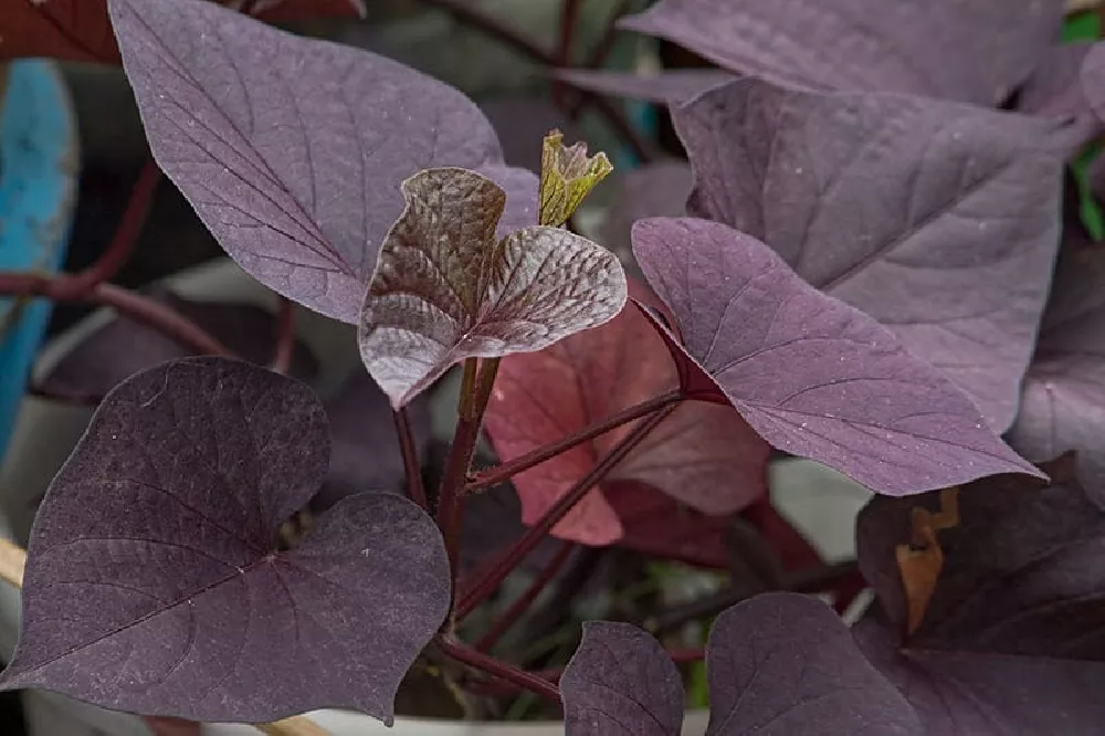 Black Heart Sweet Potato Vine