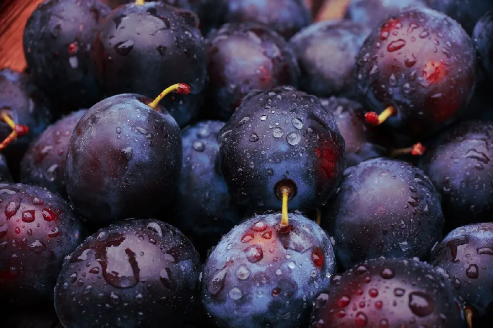 Black Ice Plum Tree