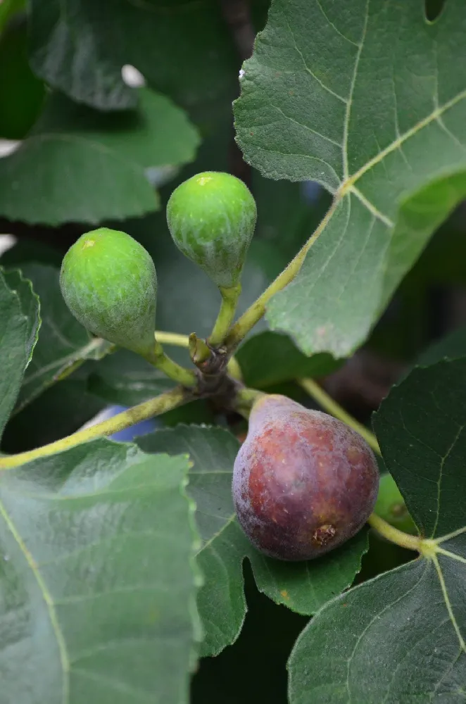 Black Mission Fig