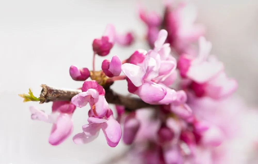 Black Pearl™ Redbud Tree