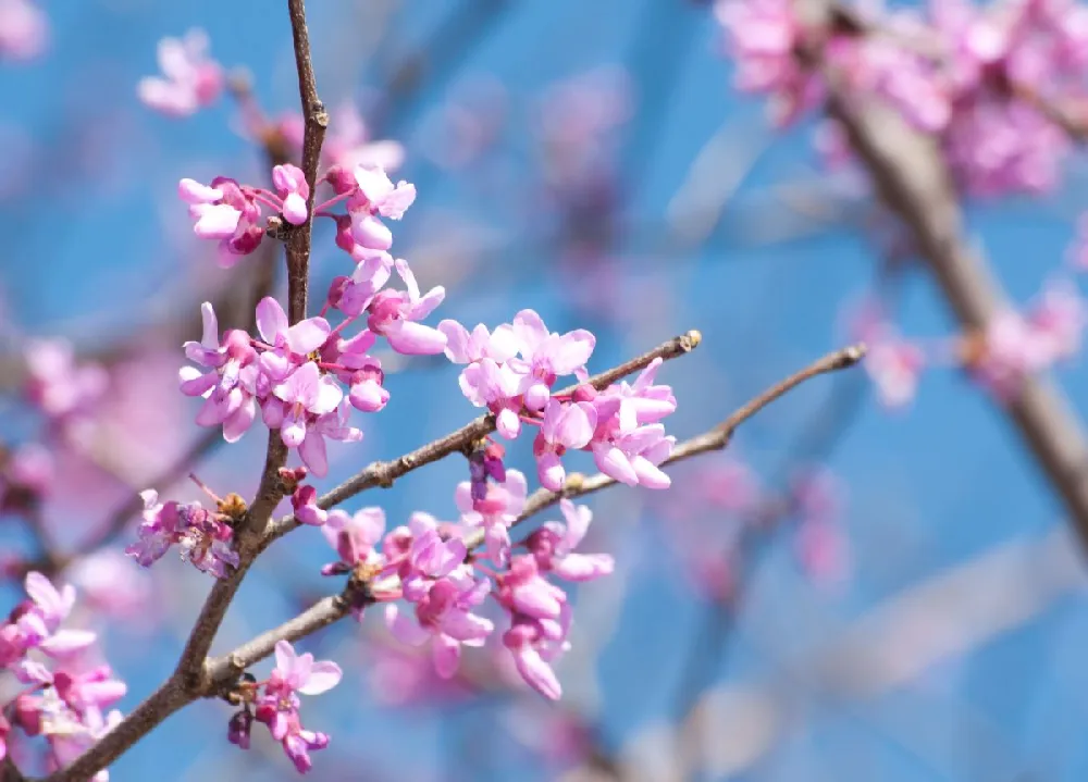 Black Pearl™ Redbud Tree