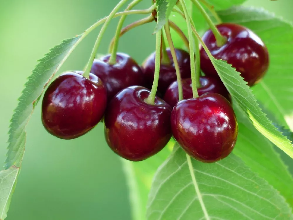 Black Tartarian Cherry Tree