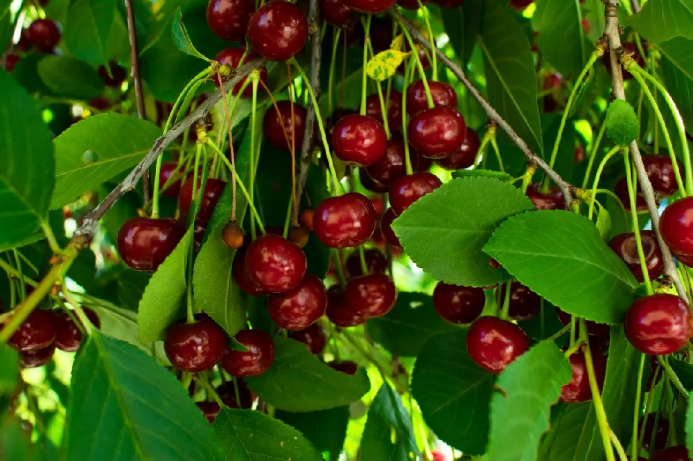 Black Tartarian Cherry Tree