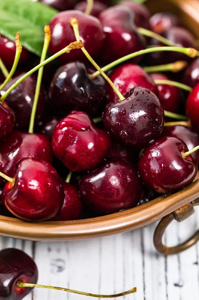 Black Tartarian Cherry Tree