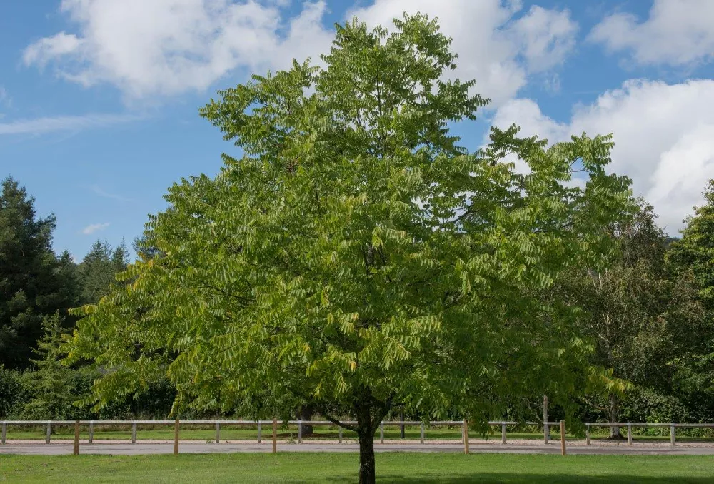 Black Walnut Trees