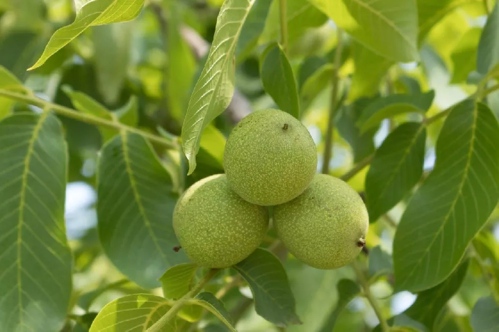 Black Walnut Trees up close