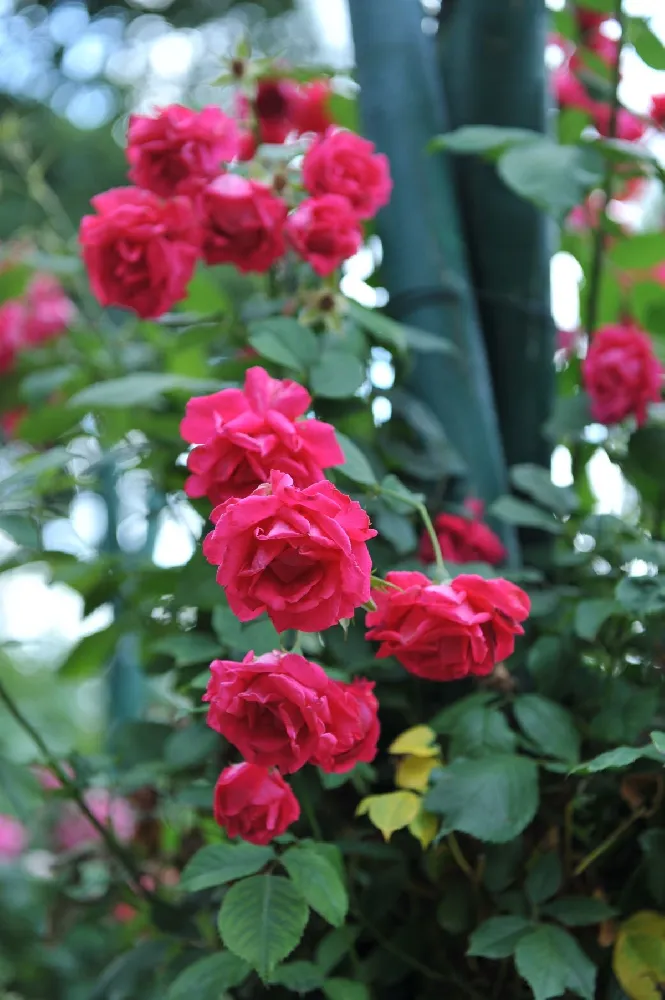 Blaze Improved Climbing Rose