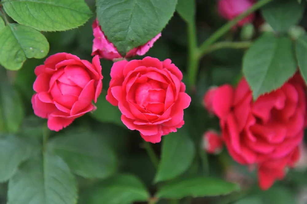 Blaze Improved Climbing Rose