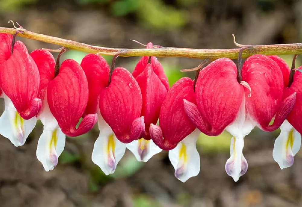 Bleeding Heart Plant flowers in red and white