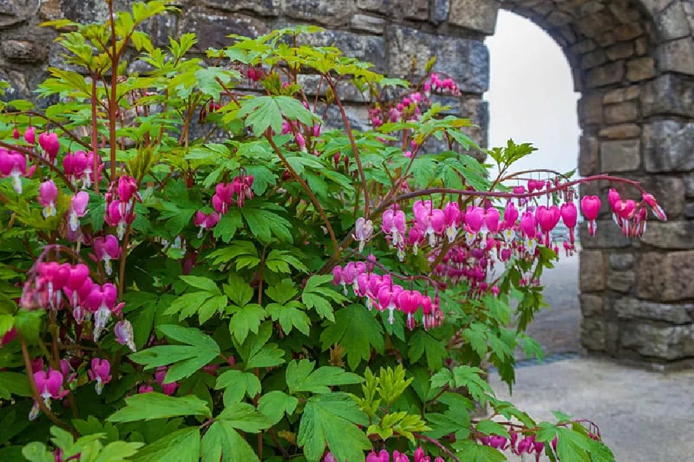 Bleeding Heart Plant