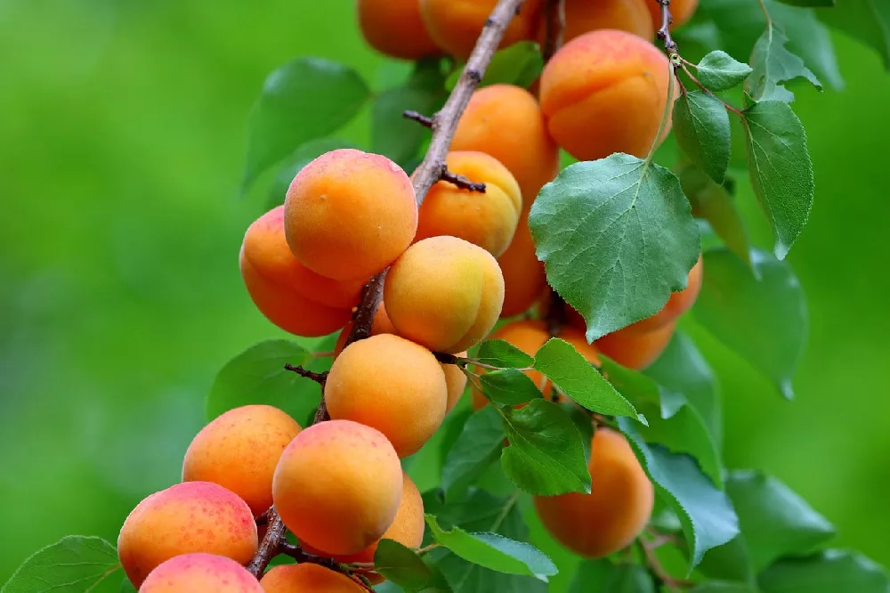 Blenheim Apricot Tree