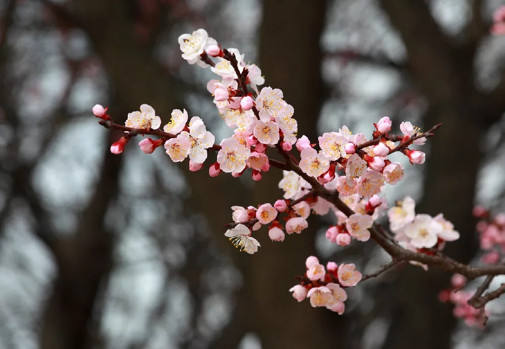 Blenheim Apricot Tree